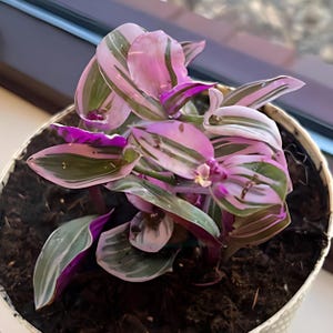 Tradescantia Nanouk: Pink Wandering Jew - Rare Colorful Houseplant