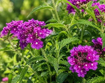 Verbena Tapien Purple Live Plants 4 Inch  Pots, Glandularia Canadensis Vervain, Trailing Flowering Ground Cover