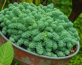 Sedum Dasyphyllum 'Himalayan Skies' Succulent: Hardy Groundcover Plant