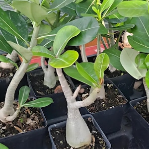 1 pcs Desert Rose (Adenium Obesum) Seedling: Rare Bonsai Starter Plant, Flower Plant,