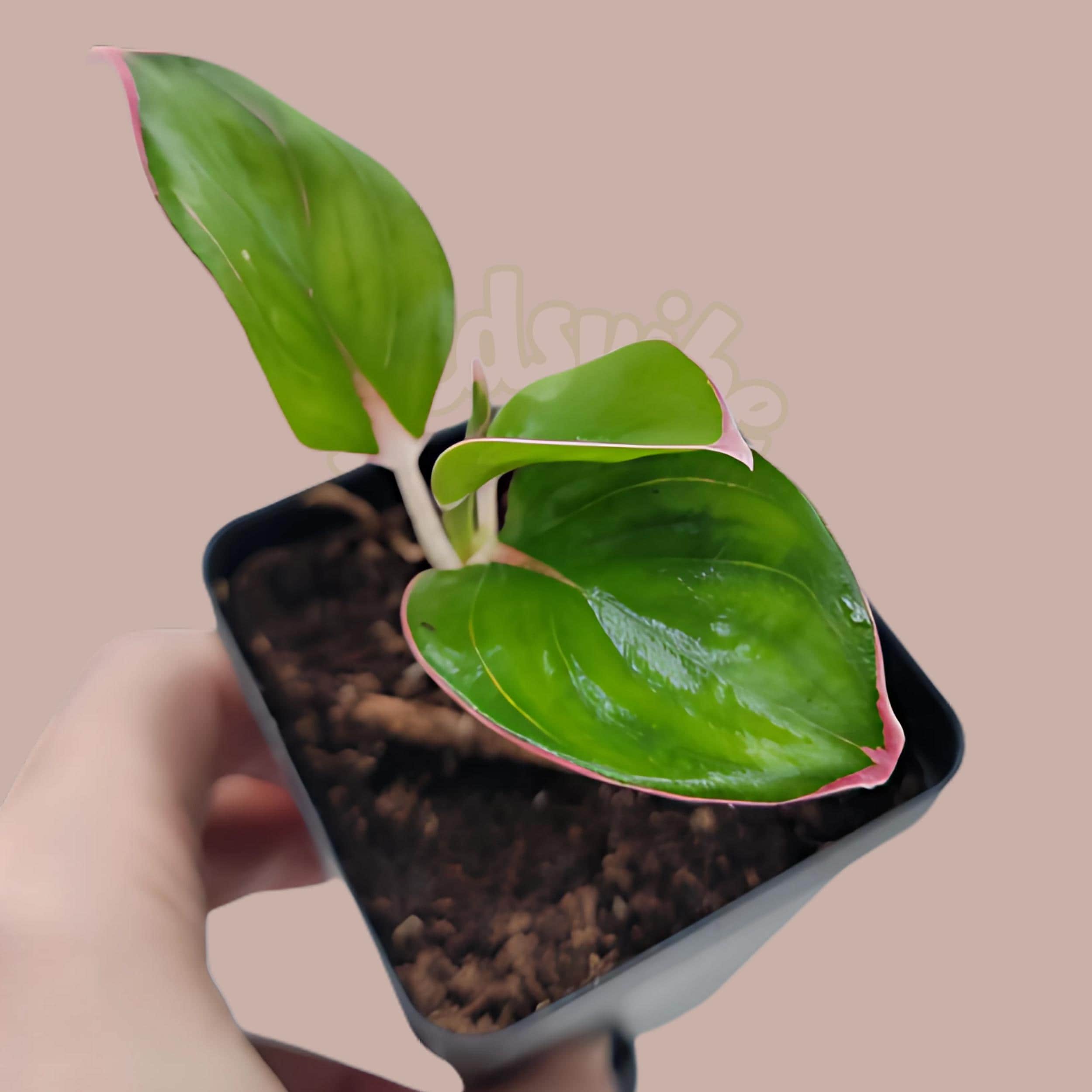 Aglaonema Khanza Pink: Rare Chinese Evergreen - 3