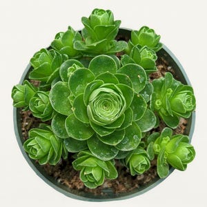 Greenovia Dodrentalis Mountain Rose Succulent: Rare Rosette Indoor Plant