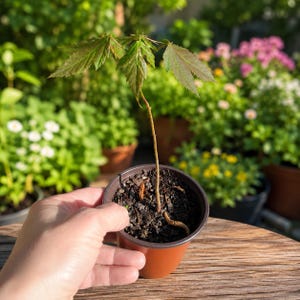 May include: A small potted tree sapling with green and reddish-brown leaves. The sapling is in a brown plastic pot filled with dark soil. The background features a wooden surface and various green plants and flowers.