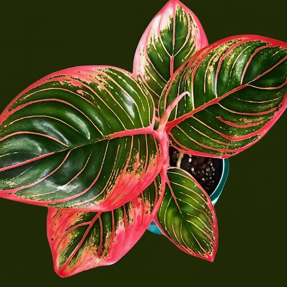 Aglaonema Khanza Pink: Rare Chinese Evergreen - 3
