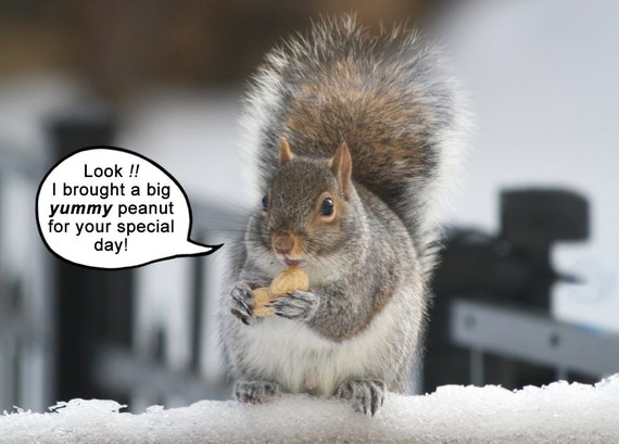 Funny Squirrel Greeting Card Birthday Card Dad Birthday - Etsy Funny Squirrel Greeting Card Birthday Card Dad Birthday - Etsy