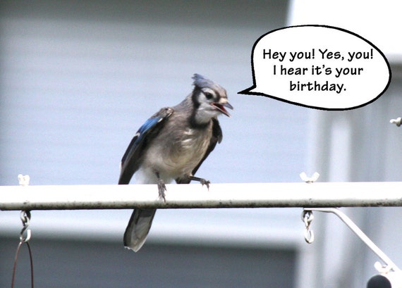 Funny Birthday Card Happy Birthday Card Blue Jay With an - Etsy Australia Funny Birthday Card Happy Birthday Card Blue Jay With an - Etsy Australia
