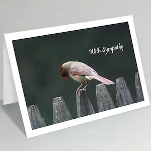 Sympathy card -  With sympathy card - Sad cardinal bird greeting card (Blank inside) - Buy any 2+ cards & save on shipping