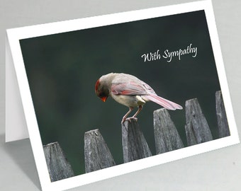 Sympathy card -  With sympathy card - Sad cardinal bird greeting card (Blank inside) - Buy any 2+ cards & save on shipping