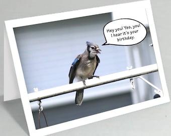 Funny birthday card - Happy Birthday card - Blue jay with an attitude birthday card (Blank inside) - Buy any 2+ cards & save on shipping