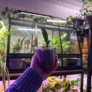 Snake Plant