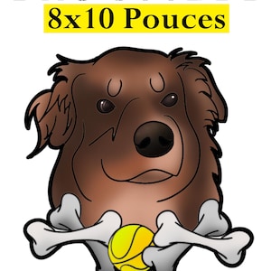 Berger Australien / Australian Shepherd / PNG 300DPI