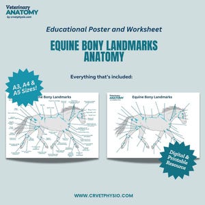 Equine Bony Anatomical Landmarks Worksheet - Equine Education - Equine Skeleton - Equine Anatomy - Horse Anatomy - Veterinary Education