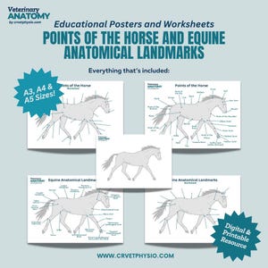 Equine Points of the Horse and Anatomical Landmarks Worksheet - Equine Education - Equine Anatomy - Horse Anatomy - Veterinary Education