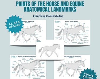 馬具 - 鞍の部品 - ウエスタンサドル - 4H - FFA - 馬学 - 馬の教育