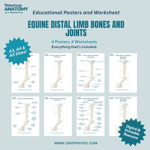 Equine Distal Limb Bones and Joints Worksheet - Horse Limb Skeleton Education Resource -Equine and Horse Anatomy - Veterinary Education