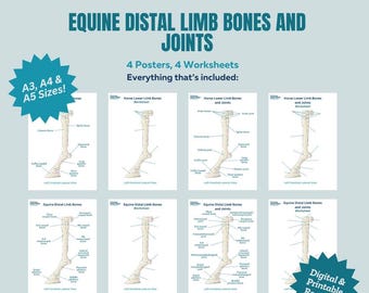Equine Distal Limb Bones and Joints Worksheet - Horse Limb Skeleton Education Resource -Equine and Horse Anatomy - Veterinary Education