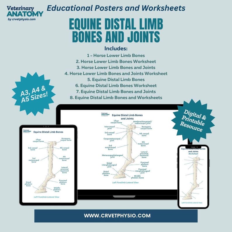 Equine Distal Limb Bones and Joints Worksheet - Horse Limb Skeleton ...