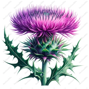 以下が含まれることがあります： アザミの花の詳細なイラスト。花頭は鮮やかな紫で、中央はピンクに変化しています。基部と葉は緑色です。画像は白い背景に設定されています。