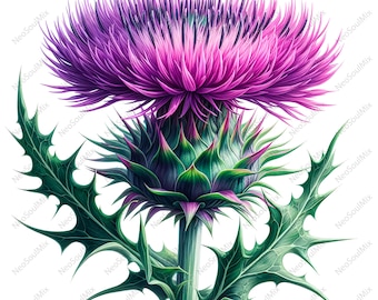 17 distelbloem clipart | Paars bloemdessin | Afdrukbare aquarel clipart | Hoge kwaliteit JPG's | Digitale download | Papiermodellen