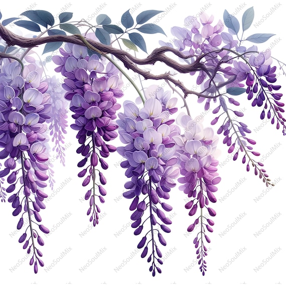 24枚の藤の花のクリップアートセット | 紫色の藤の花の枝 | 水彩