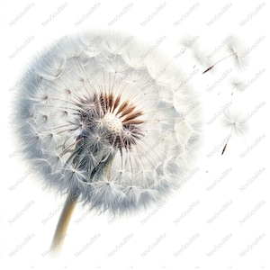 25 Dandelion Clipart bundle, Botanical Dandelion, Printable Watercolor clipart, Digital download, High Quality JPGs, Junk Journal