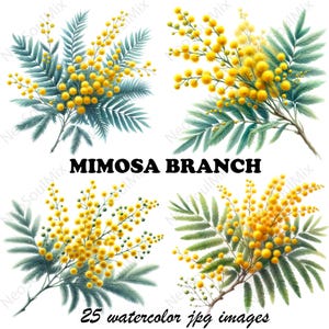 25 Clipart di rami di mimosa / Illustrazione floreale botanica / Clipart di acquerelli stampabili / JPG di alta qualità / Artigianato di carta / Diario di scarto