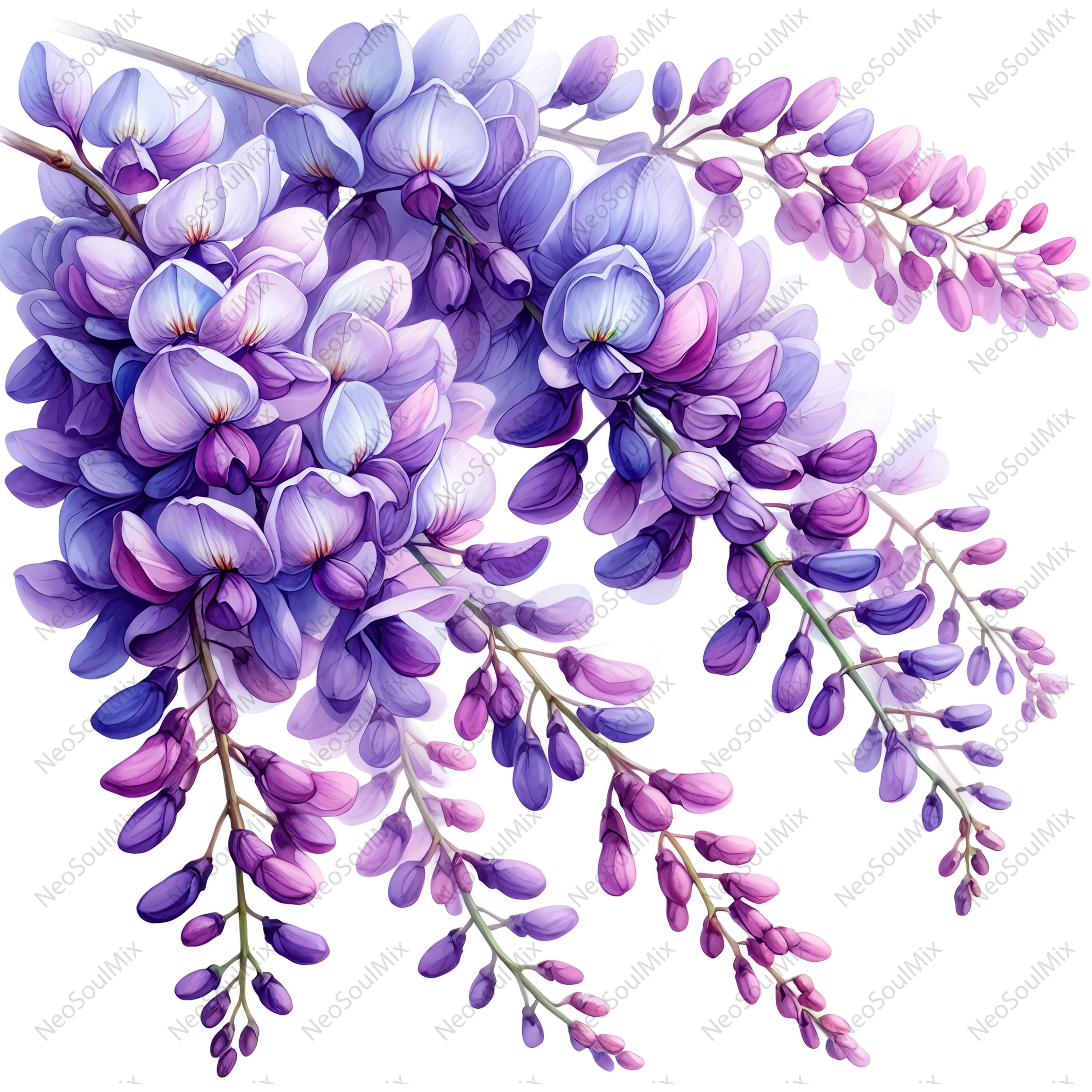 24枚の藤の花のクリップアートセット | 紫色の藤の花の枝 | 水彩