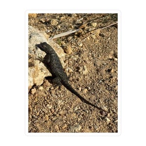 May include: A sticker featuring a dark-colored lizard on a rock, blending with the surrounding brown and tan terrain. The lizard has a long tail and is positioned on a rocky surface, with small pebbles and dry vegetation visible.