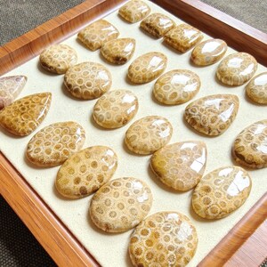 Op de afbeelding: Een verzameling gepolijste fossiele koraal-cabochons in diverse vormen, waaronder ovaal, druppelvormig en vierkant. Elk stuk heeft een duidelijk honingkleurig en beige honingraatpatroon met een gladde, glanzende afwerking.