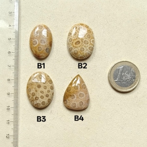 Cabochon van fossiele koraal – vierkant, rechthoek, ovaal, rond, druppelvormig afbeelding 8