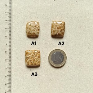 Cabochon van fossiele koraal – vierkant, rechthoek, ovaal, rond, druppelvormig afbeelding 7
