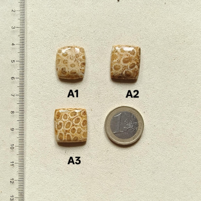 Cabochon van fossiele koraal – vierkant, rechthoek, ovaal, rond, druppelvormig afbeelding 7