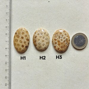 Op de afbeelding: Drie ovaalvormige fossiele koraalcabochons met de labels H1, H2 en H3, voorzien van een beige en bruin stervormig patroon. Een liniaal aan de linkerkant toont een schaal in centimeters en een euromunt rechts dient als referentie voor de grootte.
