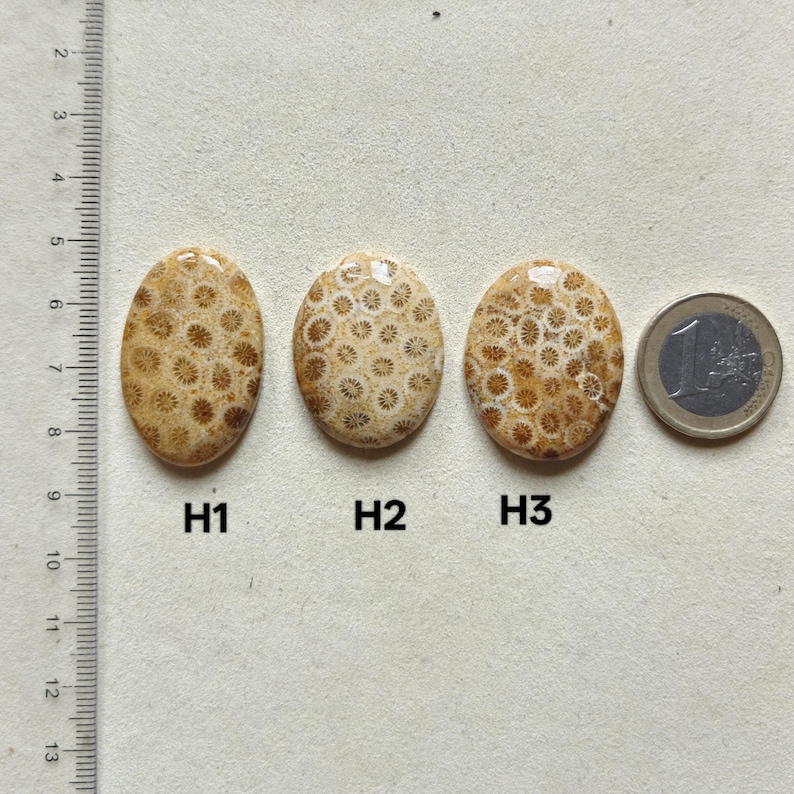Op de afbeelding: Drie ovaalvormige fossiele koraalcabochons met de labels H1, H2 en H3, voorzien van een beige en bruin stervormig patroon. Een liniaal aan de linkerkant toont een schaal in centimeters en een euromunt rechts dient als referentie voor de grootte.