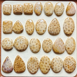 Peut inclure: Une collection de vingt-six cabochons en corail fossile poli disposés sur quatre rangées. Chaque pierre présente un motif floral beige et brun clair unique avec des structures circulaires. Les formes incluent des ovales, gouttes, carrés et rectangles.