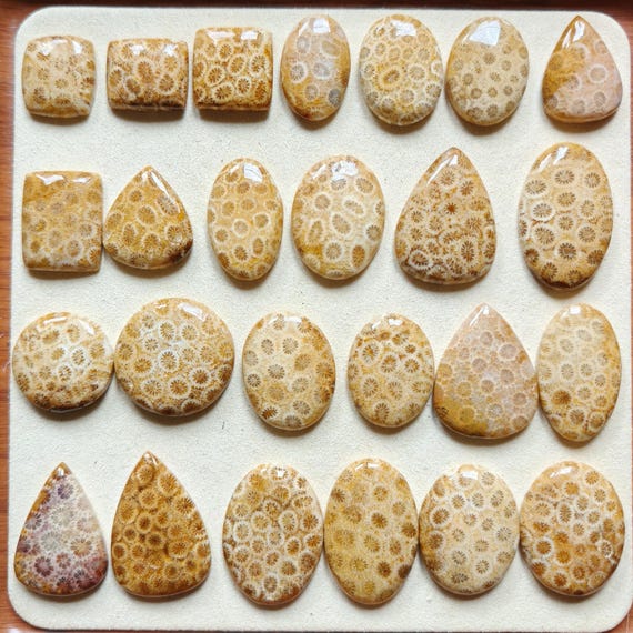 Fossil Coral Cabochon – square, rectangle, oval, round, teardrop