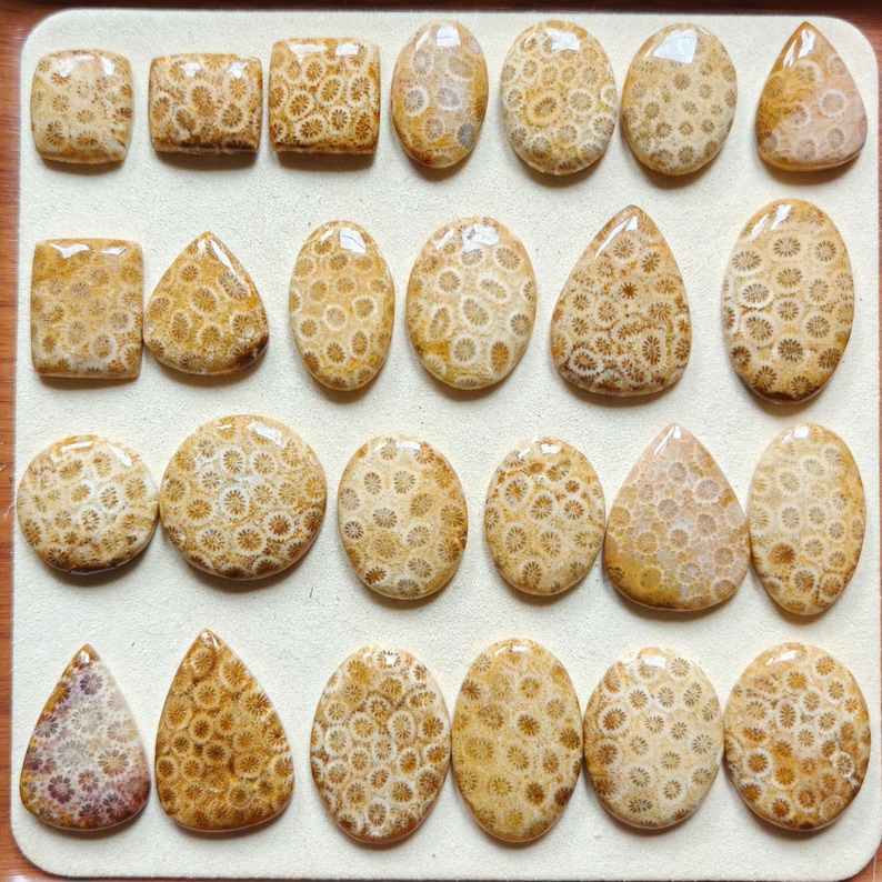 Op de afbeelding: Een collectie van zesentwintig gepolijste fossiele koraal cabochons gerangschikt in vier rijen. Elke steen heeft een uniek beige en lichtbruin bloemmotief met cirkelvormige structuren. De vormen omvatten ovalen, druppels, vierkanten en rechthoeken.
