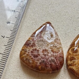Op de afbeelding: Een gepolijste, druppelvormige fossiele koraal cabochon met een bruin en beige bloemmotief, geplaatst naast een doorzichtige plastic liniaal die een afmeting van ongeveer 3,8 cm van de bovenkant tot de onderkant van de steen aangeeft.