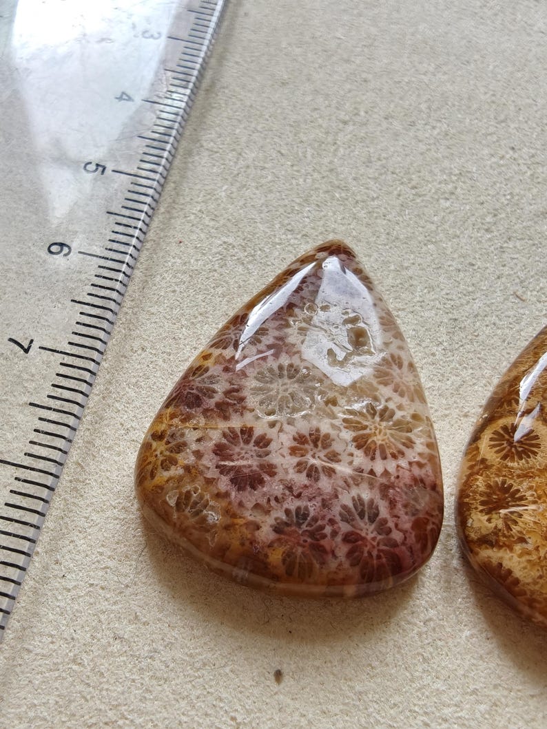 Op de afbeelding: Een gepolijste, druppelvormige fossiele koraal cabochon met een bruin en beige bloemmotief, geplaatst naast een doorzichtige plastic liniaal die een afmeting van ongeveer 3,8 cm van de bovenkant tot de onderkant van de steen aangeeft.