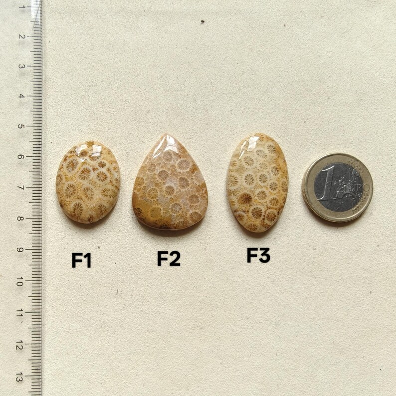 Op de afbeelding: Drie gepolijste fossiele koraal cabochons gelabeld F1, F2 en F3, gerangschikt naast een liniaal en een munt van &eacute;&eacute;n euro voor schaal. De stenen zijn beige en lichtbruin met ingewikkelde, bloemachtige cirkelvormige patronen op het oppervlak.