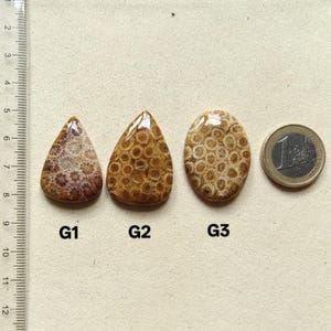 Op de afbeelding: Drie gepolijste fossiele koraal cabochons gelabeld G1, G2 en G3. G1 is druppelvormig met roodbruine tinten. G2 is druppelvormig met bruine tinten. G3 is ovaal met lichtbruine patronen. Een liniaal en een munt van &eacute;&eacute;n euro dienen als schaal.
