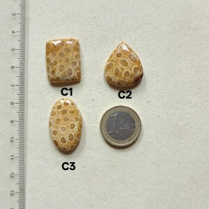 Op de afbeelding: Drie gepolijste fossiele koraal cabochons gelabeld C1, C2 en C3, met beige en cr&egrave;me cirkelvormige patronen. C1 is rechthoekig, C2 is druppelvormig en C3 is ovaal. Een liniaal toont afmetingen in centimeters en een munt van &eacute;&eacute;n euro is inbegrepen.