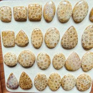 Cabochon van fossiele koraal – vierkant, rechthoek, ovaal, rond, druppelvormig afbeelding 6