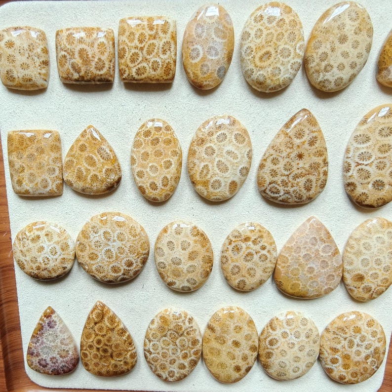Cabochon van fossiele koraal – vierkant, rechthoek, ovaal, rond, druppelvormig afbeelding 6