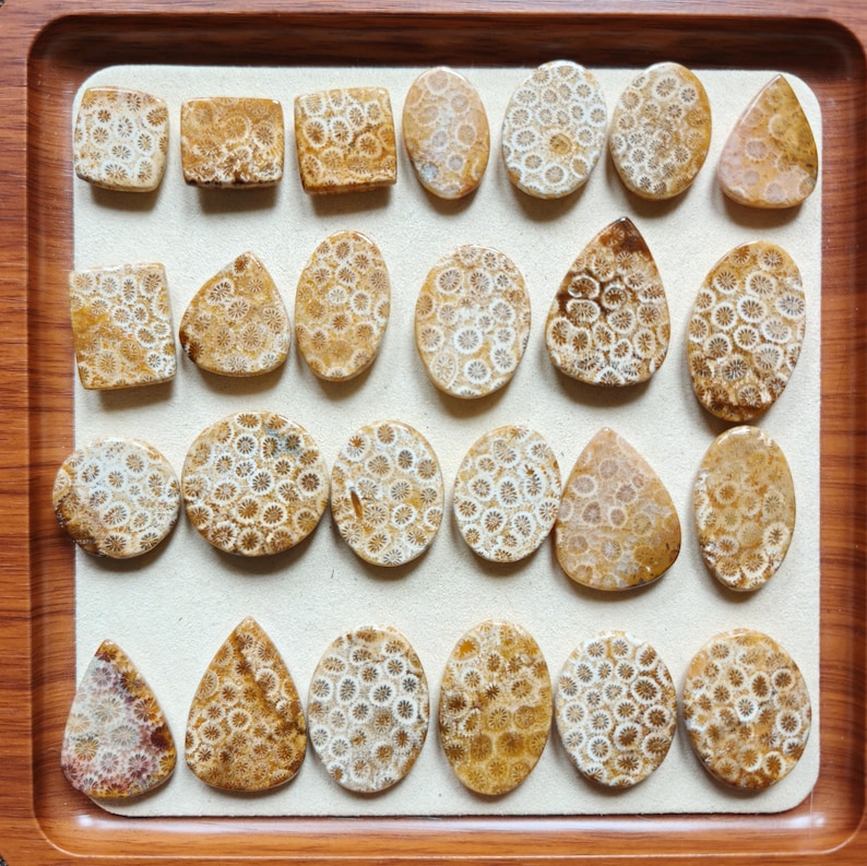 Op de afbeelding: Een verzameling van vijfentwintig gepolijste fossiele koraal-cabochons, gerangschikt in rijen op een lichtgekleurd displaykussen. De stenen hebben diverse vormen, waaronder cirkels, ovalen, vierkanten en druppels, met ingewikkelde bruine en witte patronen.