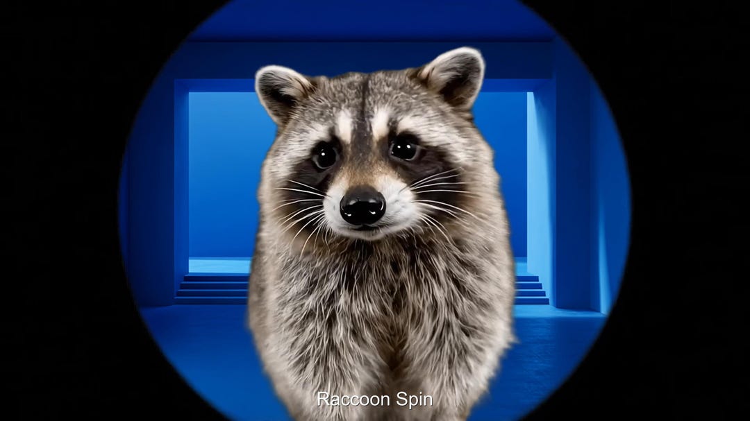 Roating Racoon In Python Raccoon Spin Stinger Transition: Funny Animal Rotating Stream ...
