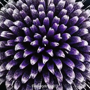Puede incluir: Primer plano de una flor esférica púrpura con pétalos con puntas blancas. La flor tiene una apariencia espinosa, con líneas blancas largas y finas que irradian hacia afuera. El texto "Firework Ball 3" es visible en la parte inferior.
