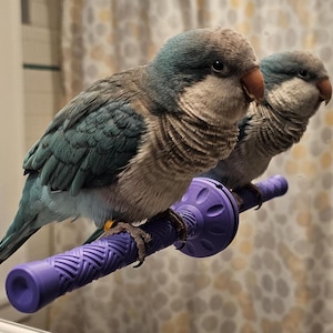 May include: Two blue and gray parakeets perched on a purple textured perch. The birds have blue-green wings, gray heads, and orange beaks. The perch is cylindrical with a patterned design.
