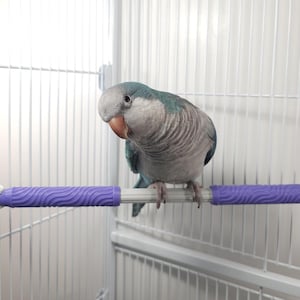May include: A blue and gray parrot perches on a purple and white bird cage perch. The perch has a textured, wave-like pattern. The bird is in a white wire cage.