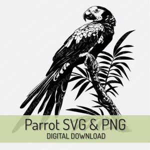 Parrot SVG Parrot PNG Digital Download, African Grey SVG, Parrot Clipart, Parrot Vector Art, Sublimation Files, Cut Files, Commercial Use